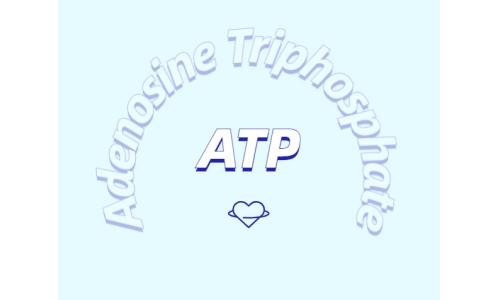 ATP有什么用？