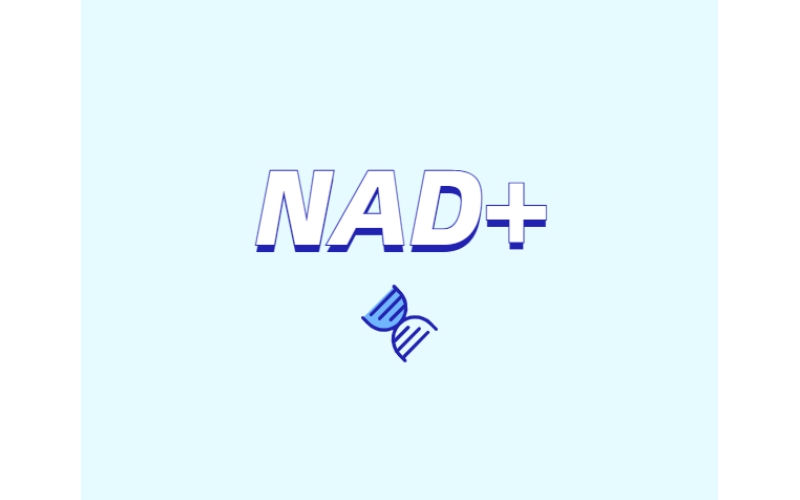 NAD與NMN的全新概念？